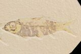 Fossil Fish Plate (Diplomystus & Knightia) - Wyoming #91593-2